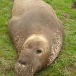 Elephant Seals